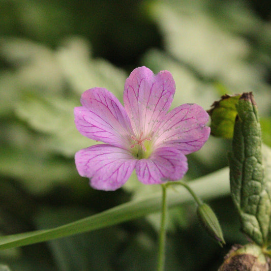 GERANIUM OXONIANUM "Claridge Druce" Le Jardin Mellifere