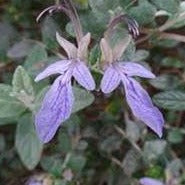 GERMANDREE (Teucrium fruticans) Le Jardin Mellifere