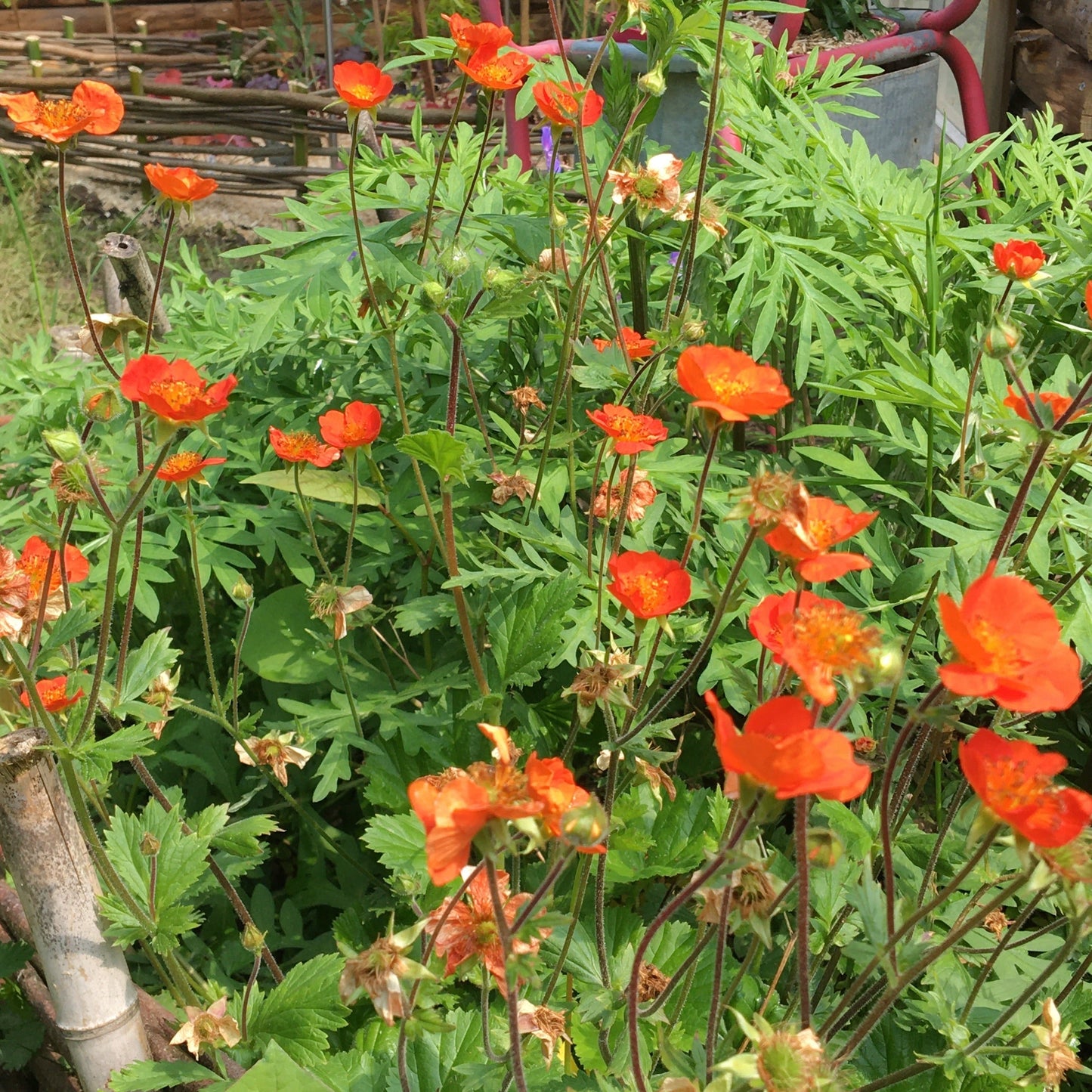 BENOITE ou GEUM COCCINEUM Le Jardin Mellifere