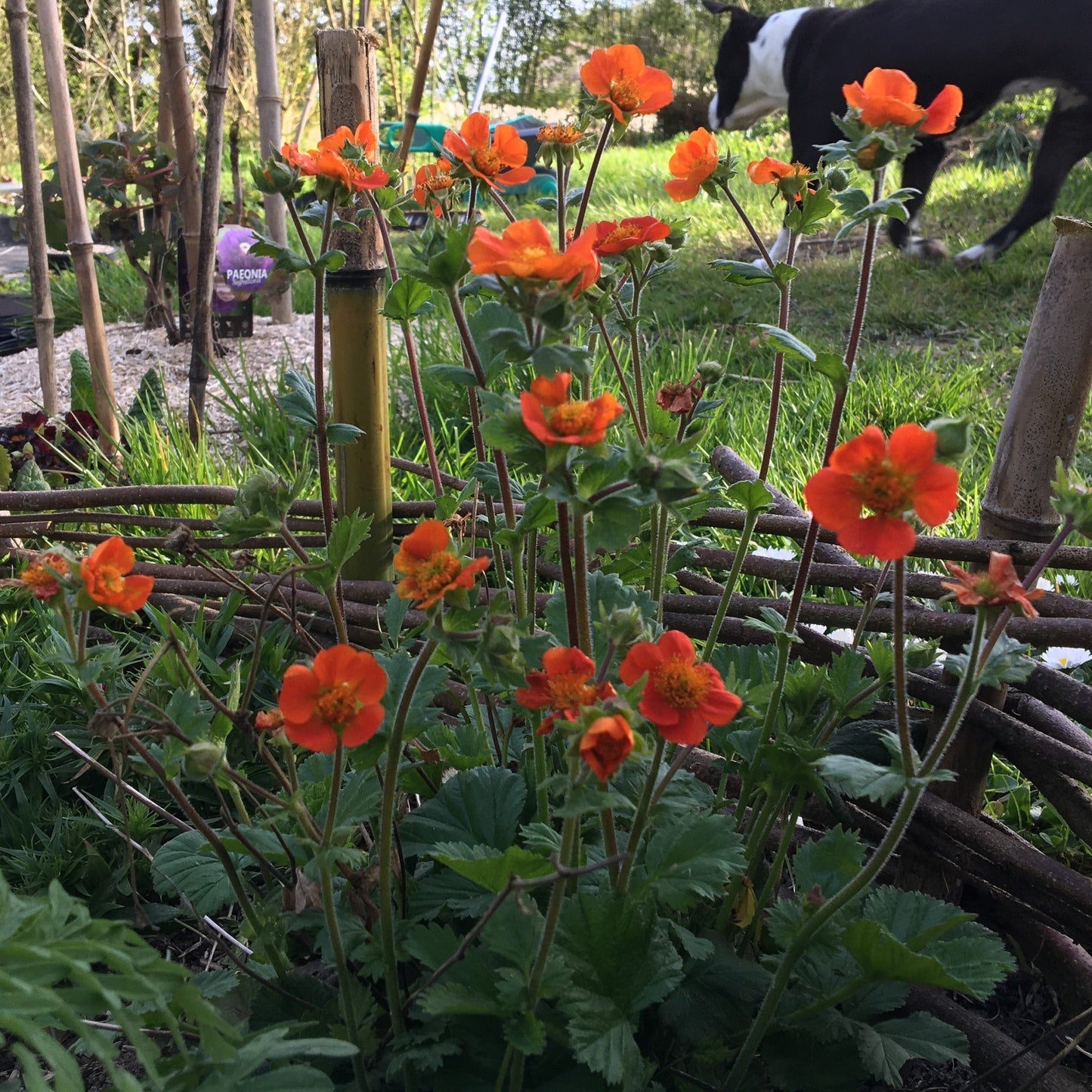 BENOITE ou GEUM COCCINEUM Le Jardin Mellifere