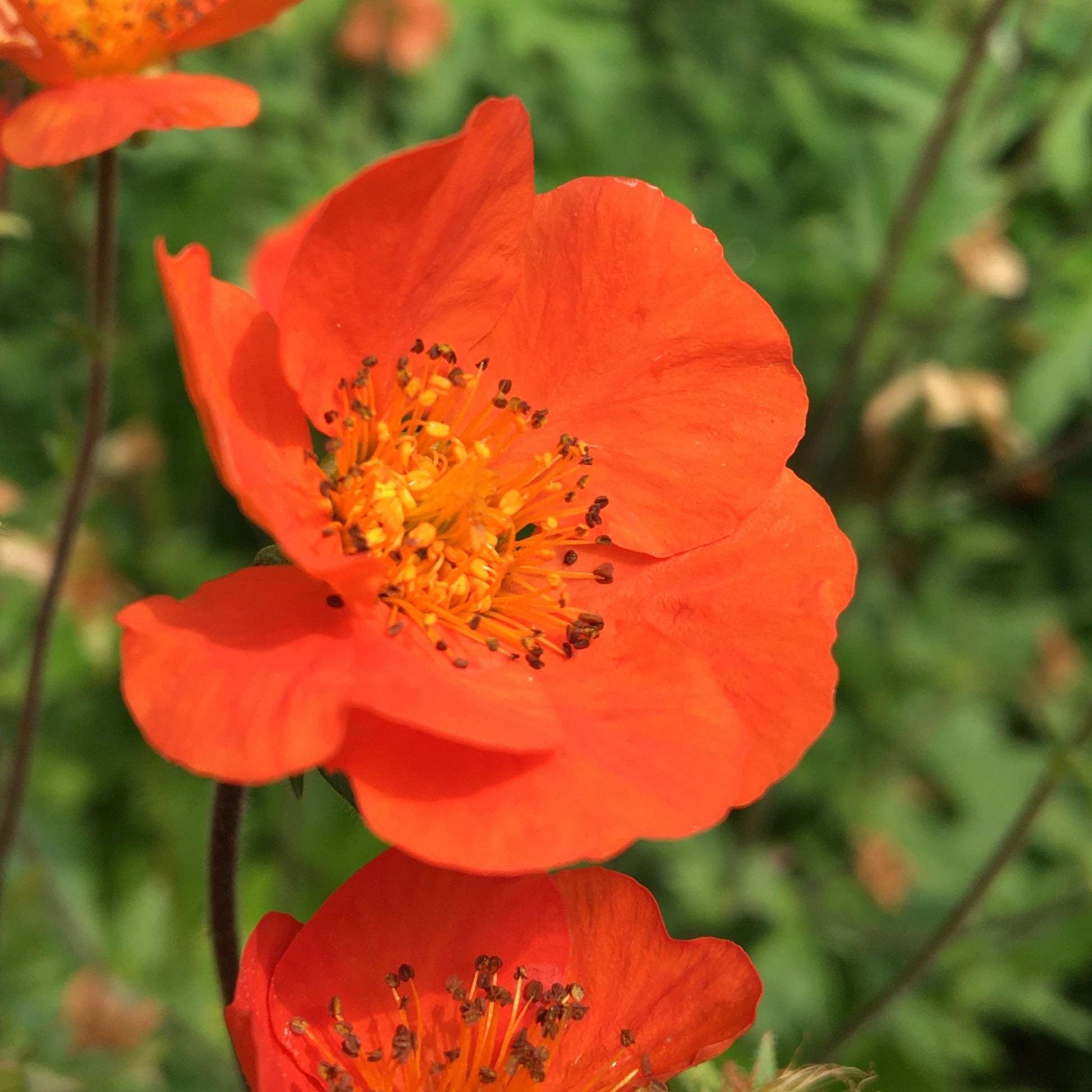 BENOITE ou GEUM COCCINEUM Le Jardin Mellifere