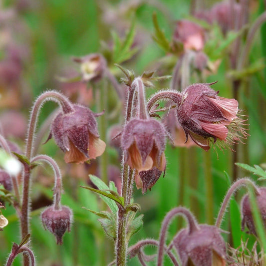 GEUM RIVALE Le Jardin Mellifere