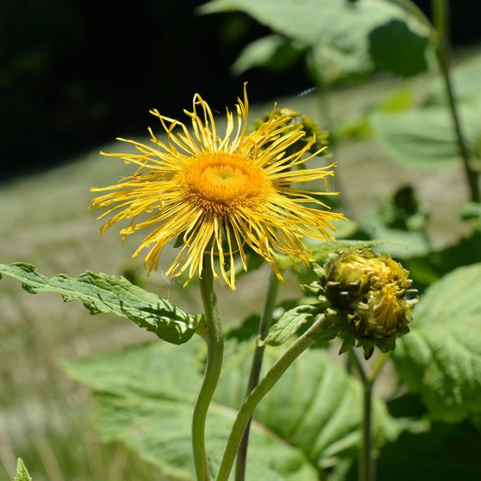 GRANDE AUNEE Le Jardin Mellifere