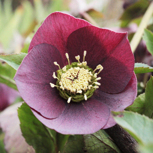 HELLEBORE ORIENTALE Le Jardin Mellifere