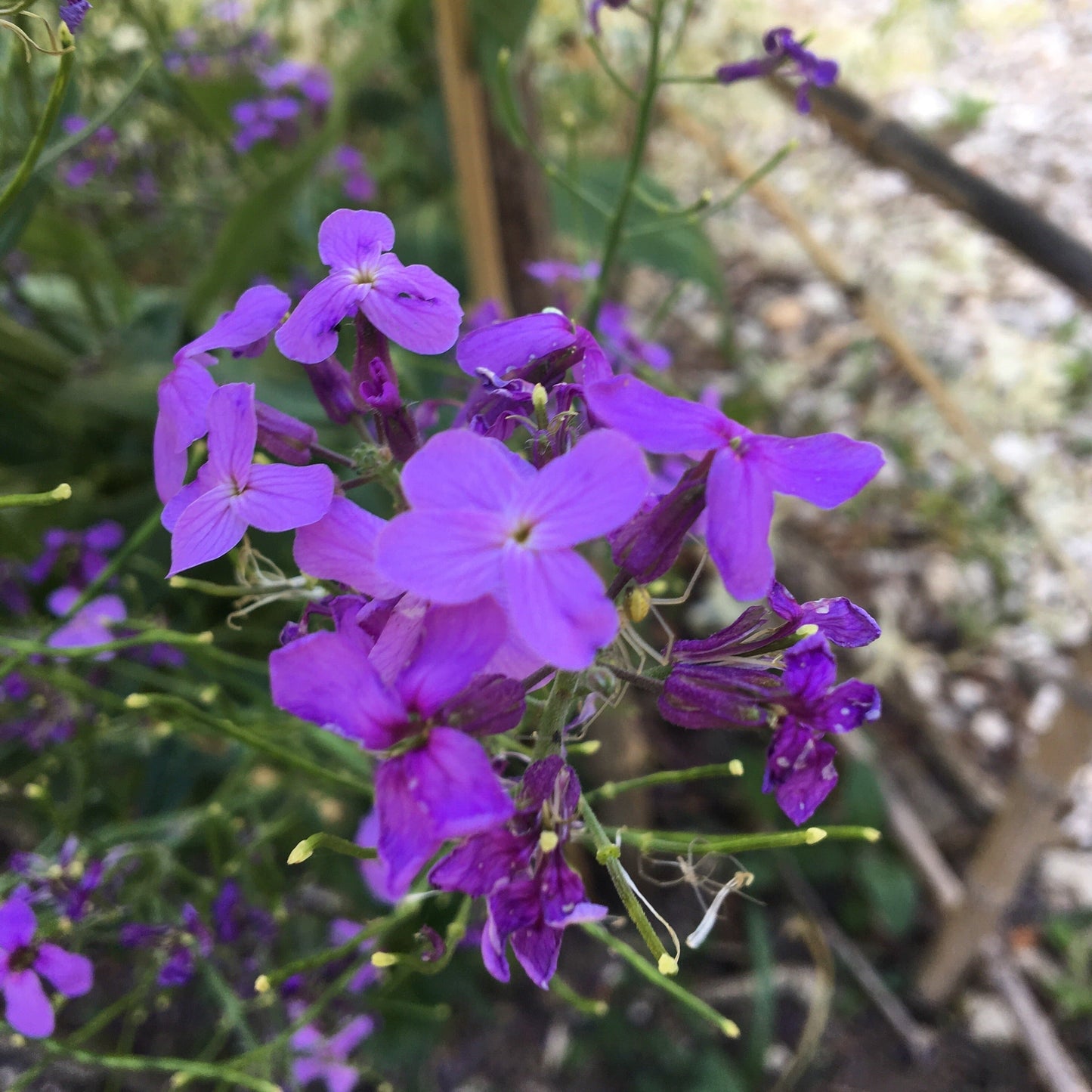 HESPERIS MATRONALIS « JULIENNE DES DAMES » Le Jardin Mellifere