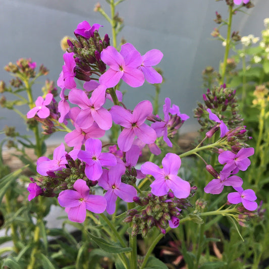 HESPERIS MATRONALIS « JULIENNE DES DAMES » Le Jardin Mellifere