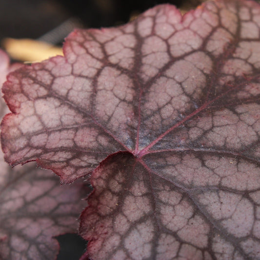 HEUCHERE AMETHYST MIST Le Jardin Mellifere