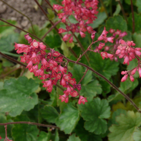 HEUCHERE  BIOZOÏDE « Pluie de feu » Le Jardin Mellifere