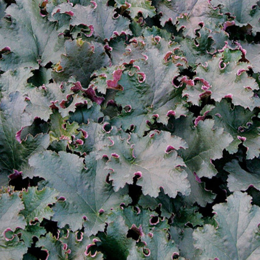 HEUCHERE "Purple Petticoats" Le Jardin Mellifere