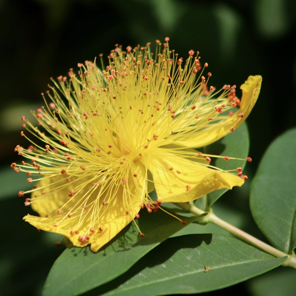 HYPERICUM CALYCINUM Le Jardin Mellifere