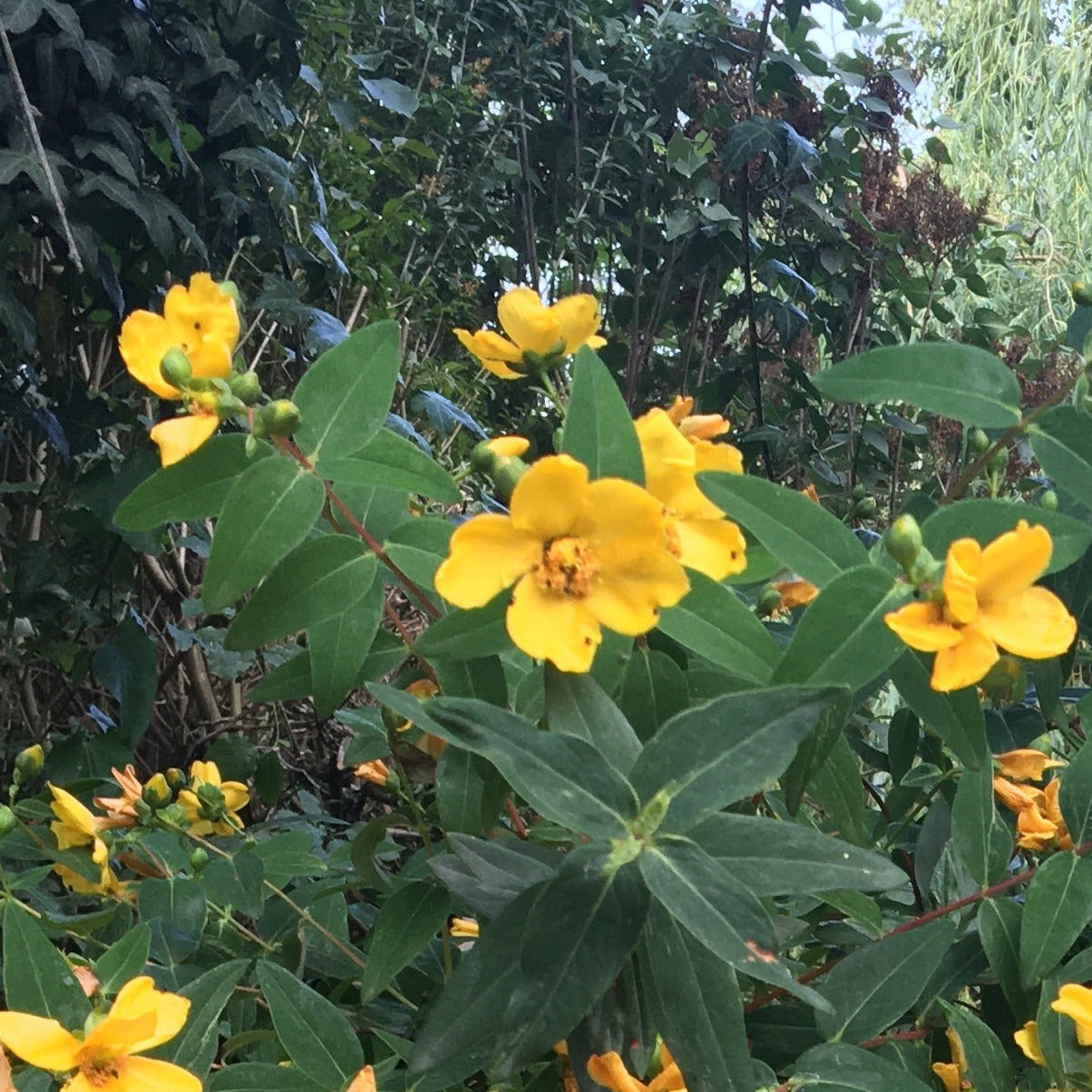 HYPERICUM HIDCOTE Le Jardin Mellifere