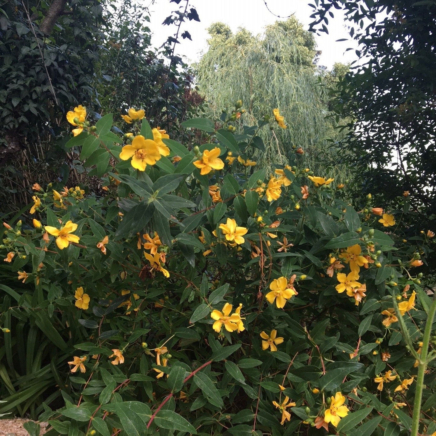 HYPERICUM HIDCOTE Le Jardin Mellifere