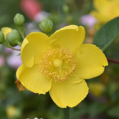 HYPERICUM HIDCOTE Le Jardin Mellifere