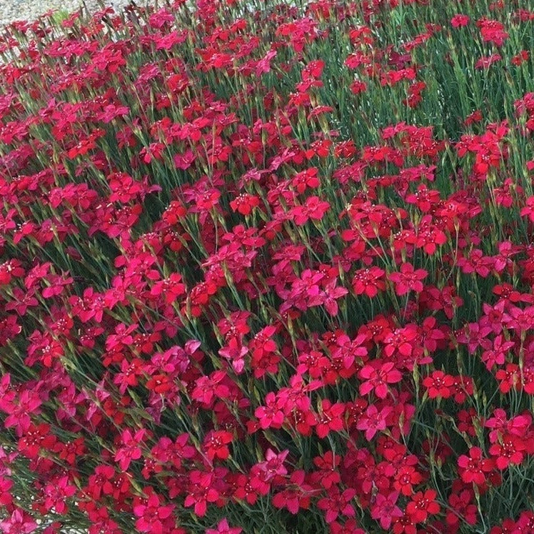 ŒILLET DELTA ROUGE Le Jardin Mellifere