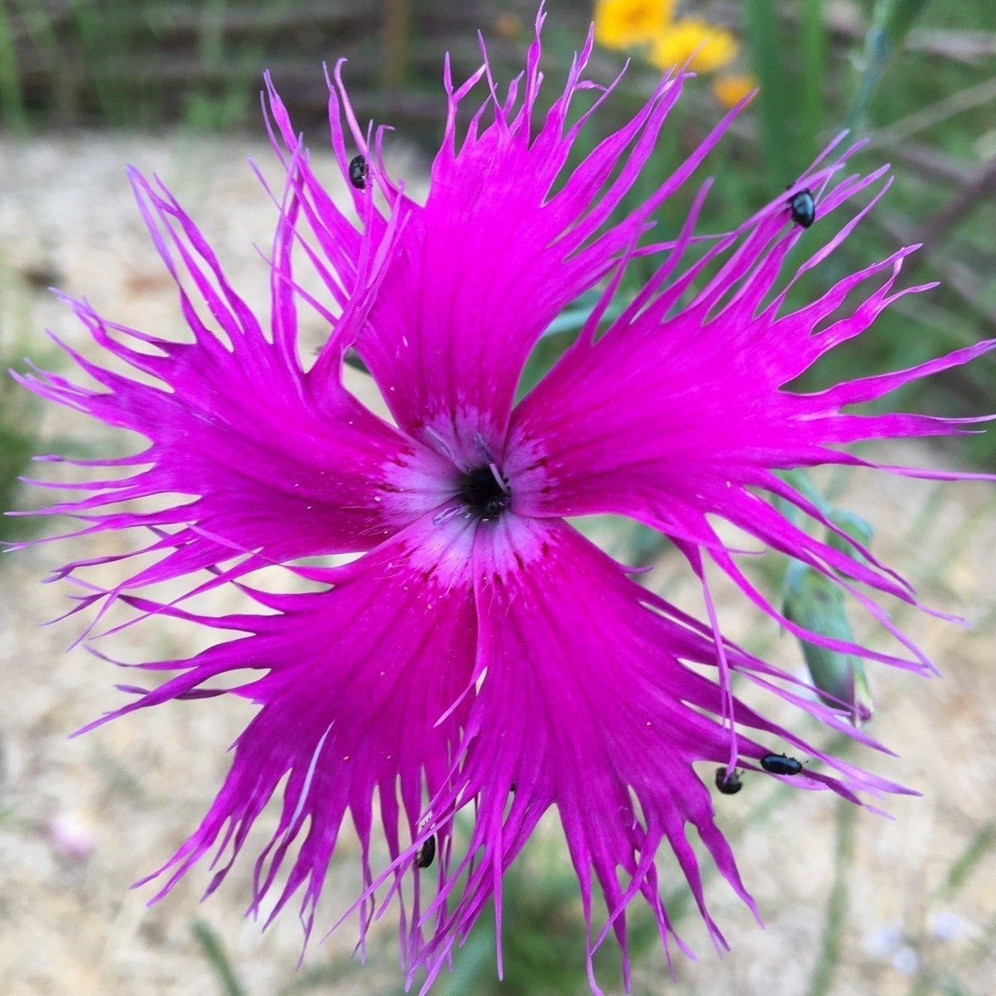 ŒILLET SUPERBUS SPOOKY MIX Le Jardin Mellifere