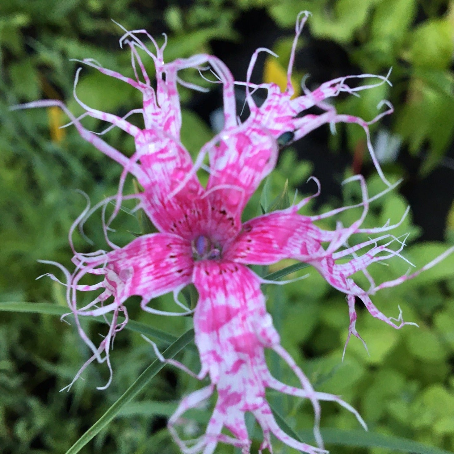 ŒILLET SUPERBUS SPOOKY MIX Le Jardin Mellifere