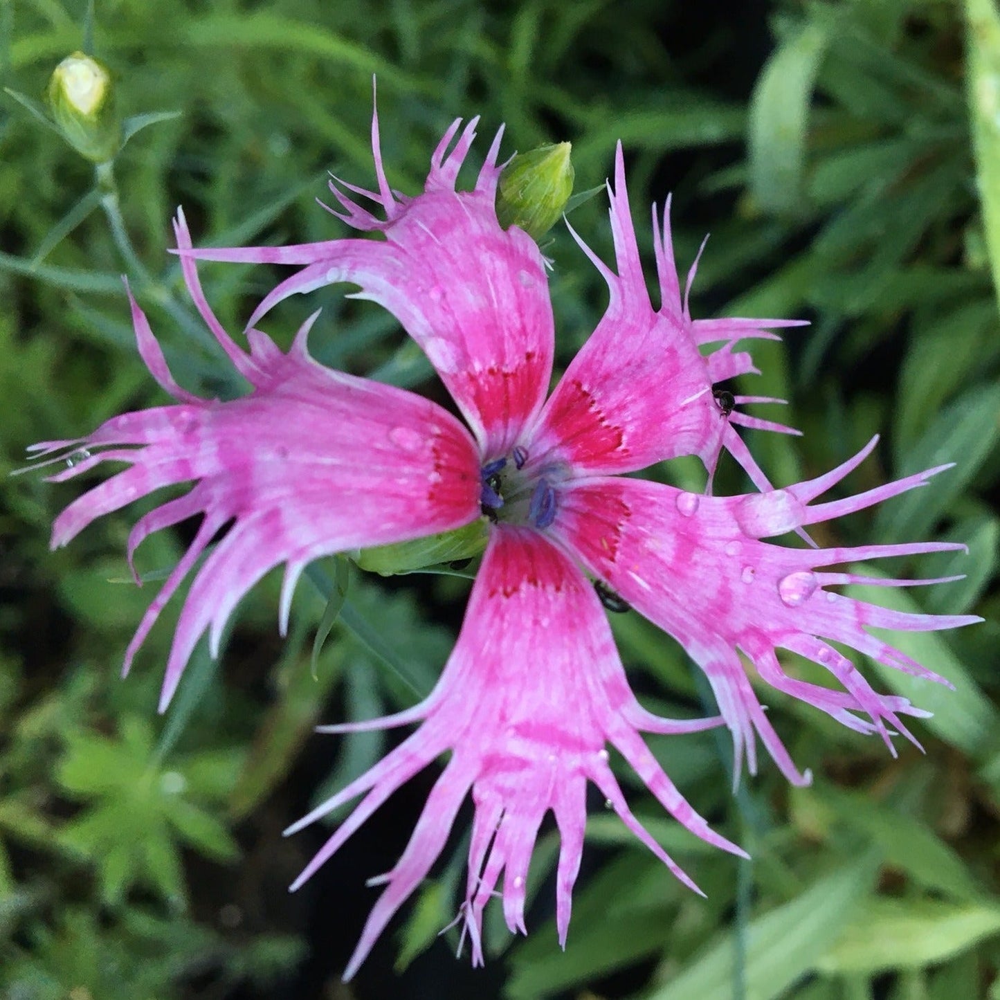 ŒILLET SUPERBUS SPOOKY MIX Le Jardin Mellifere