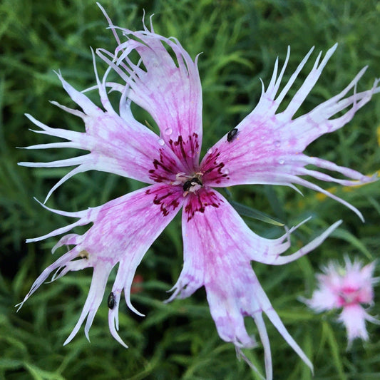 ŒILLET SUPERBUS SPOOKY MIX Le Jardin Mellifere