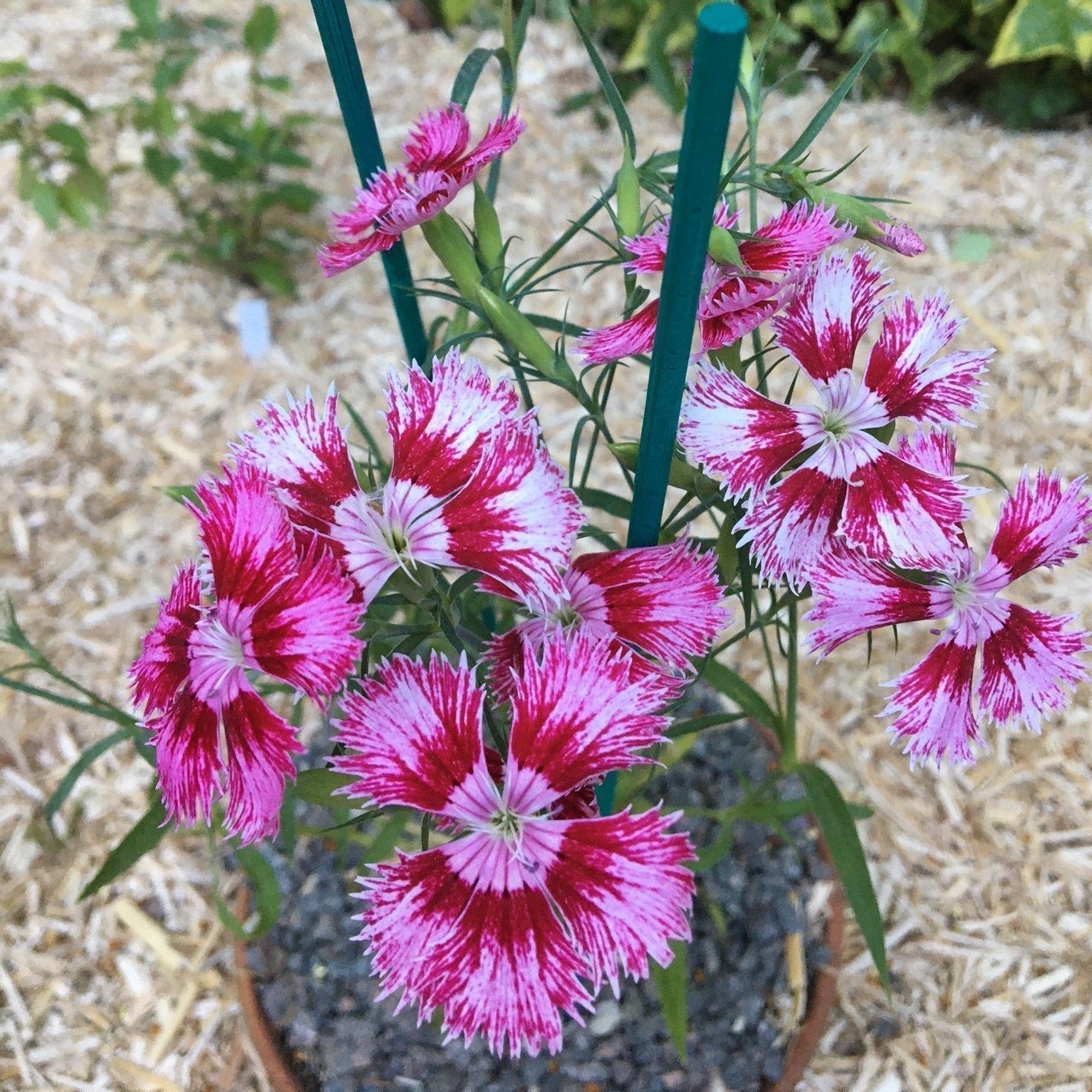 ŒILLET SUPERBUS SPOOKY MIX Le Jardin Mellifere