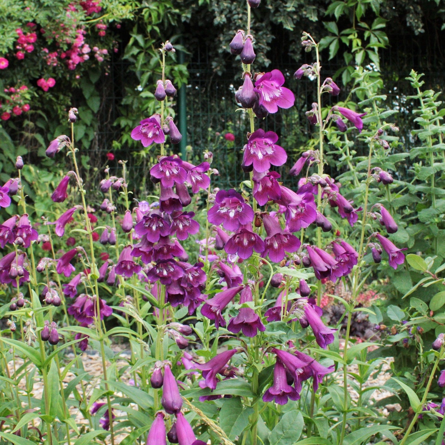 PENSTEMON RAVEN