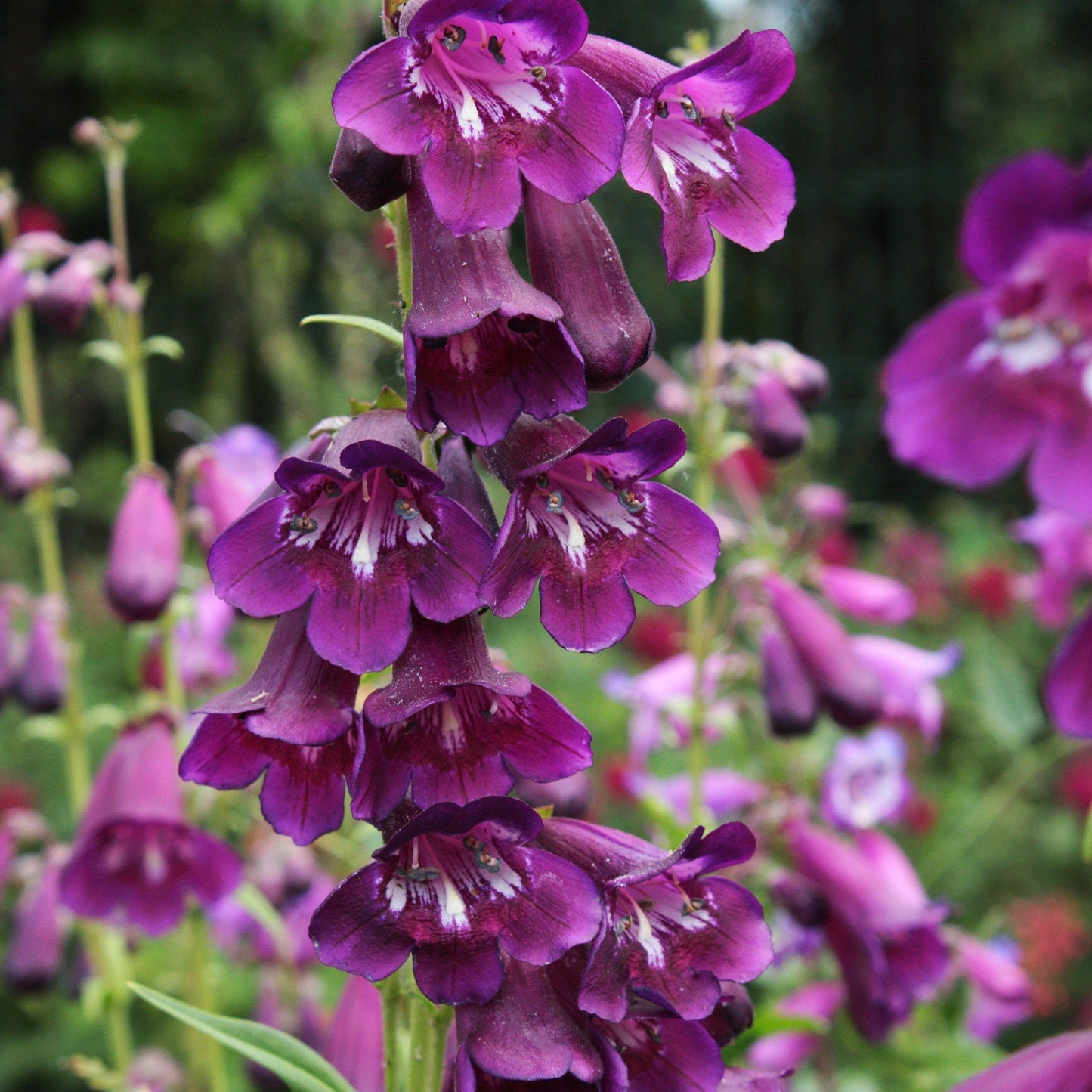 PENSTEMON RAVEN