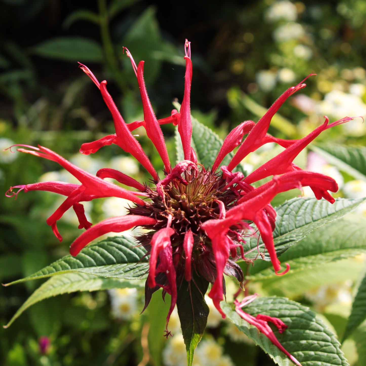 MONARDE "CAMBRIDGE SCARLET"