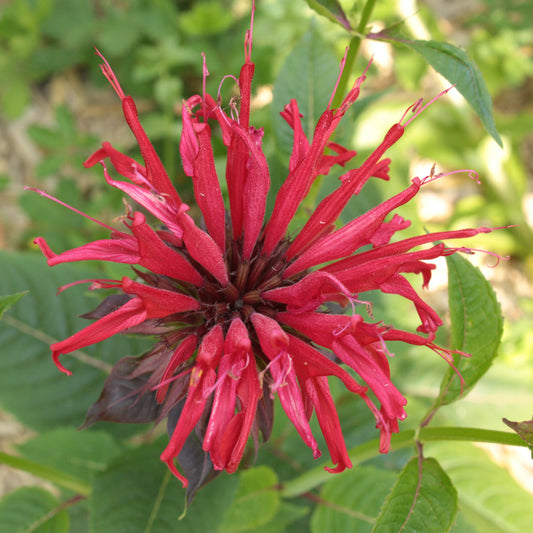 MONARDE "CAMBRIDGE SCARLET"