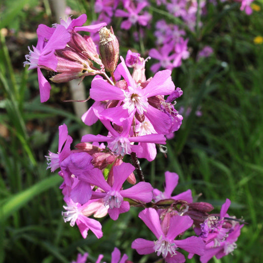 LYCHNIS VISCARIA "oeillet des jansénistes"