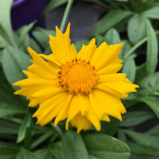 COREOPSIS GRANDIFLORA PRESTO