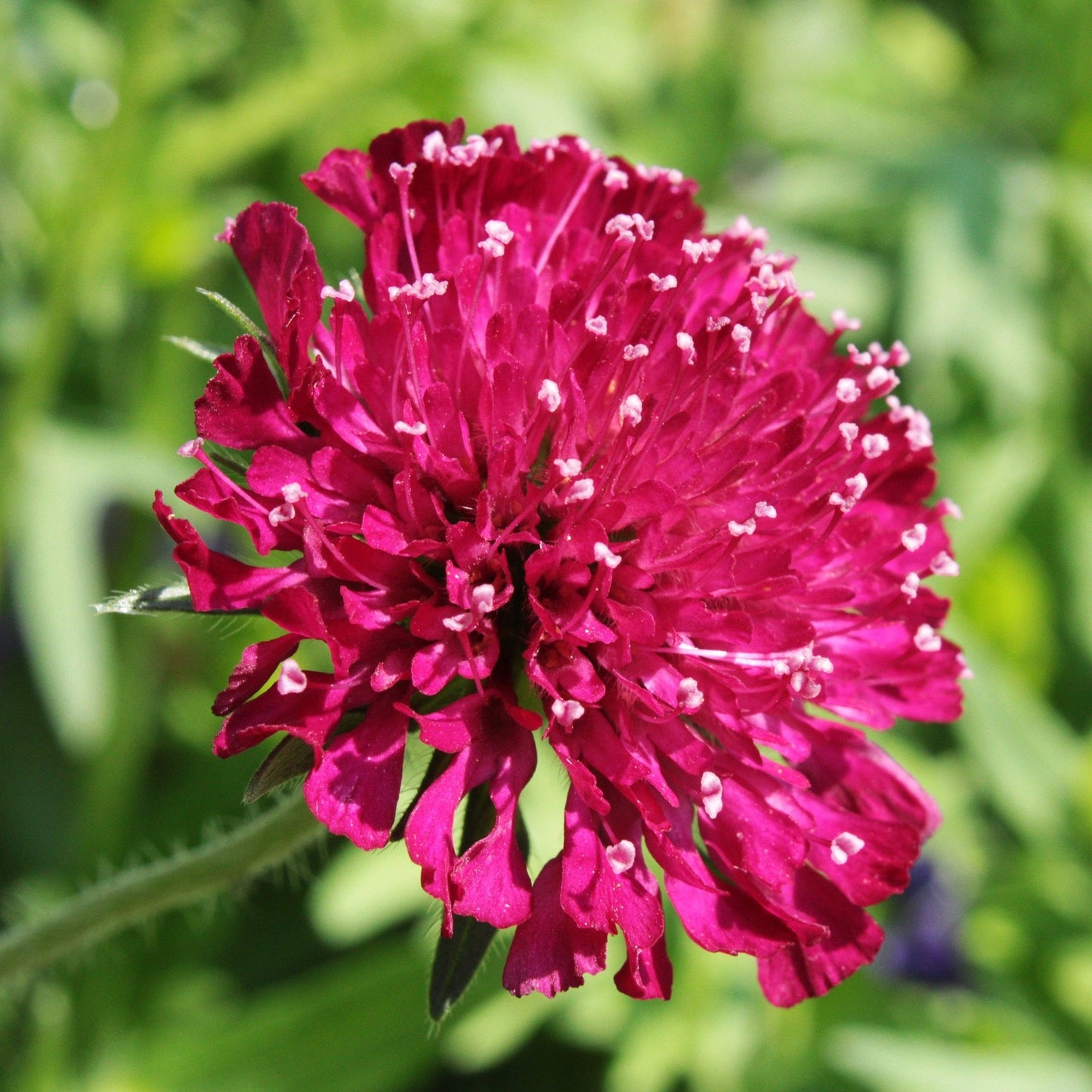 KNAUTIA CHERRY MACEDONICA Le Jardin Mellifere