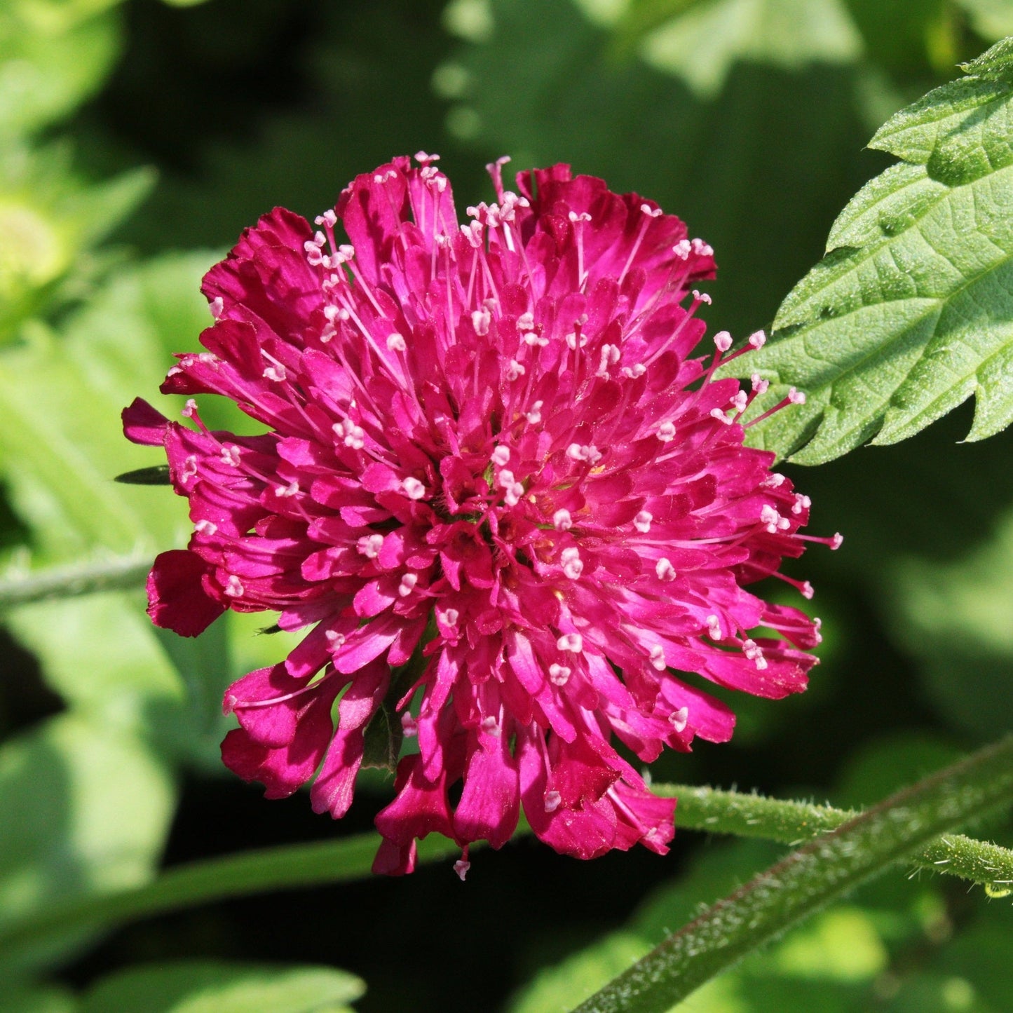 knautia en fleur