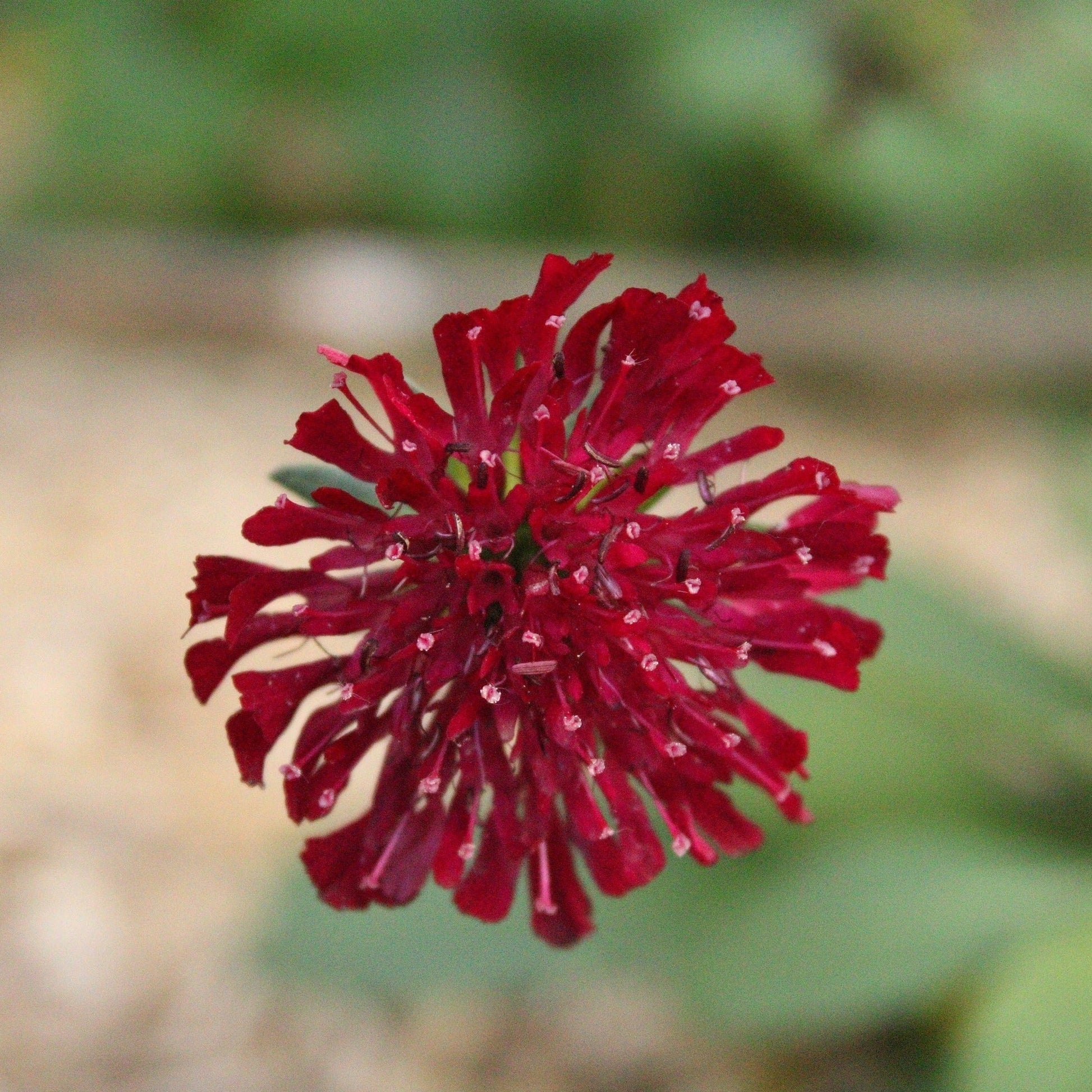 KNAUTIA CHERRY MACEDONICA Le Jardin Mellifere