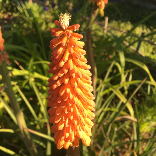 KNIPHOFIA "Tritomas" Uvaria Le Jardin Mellifere