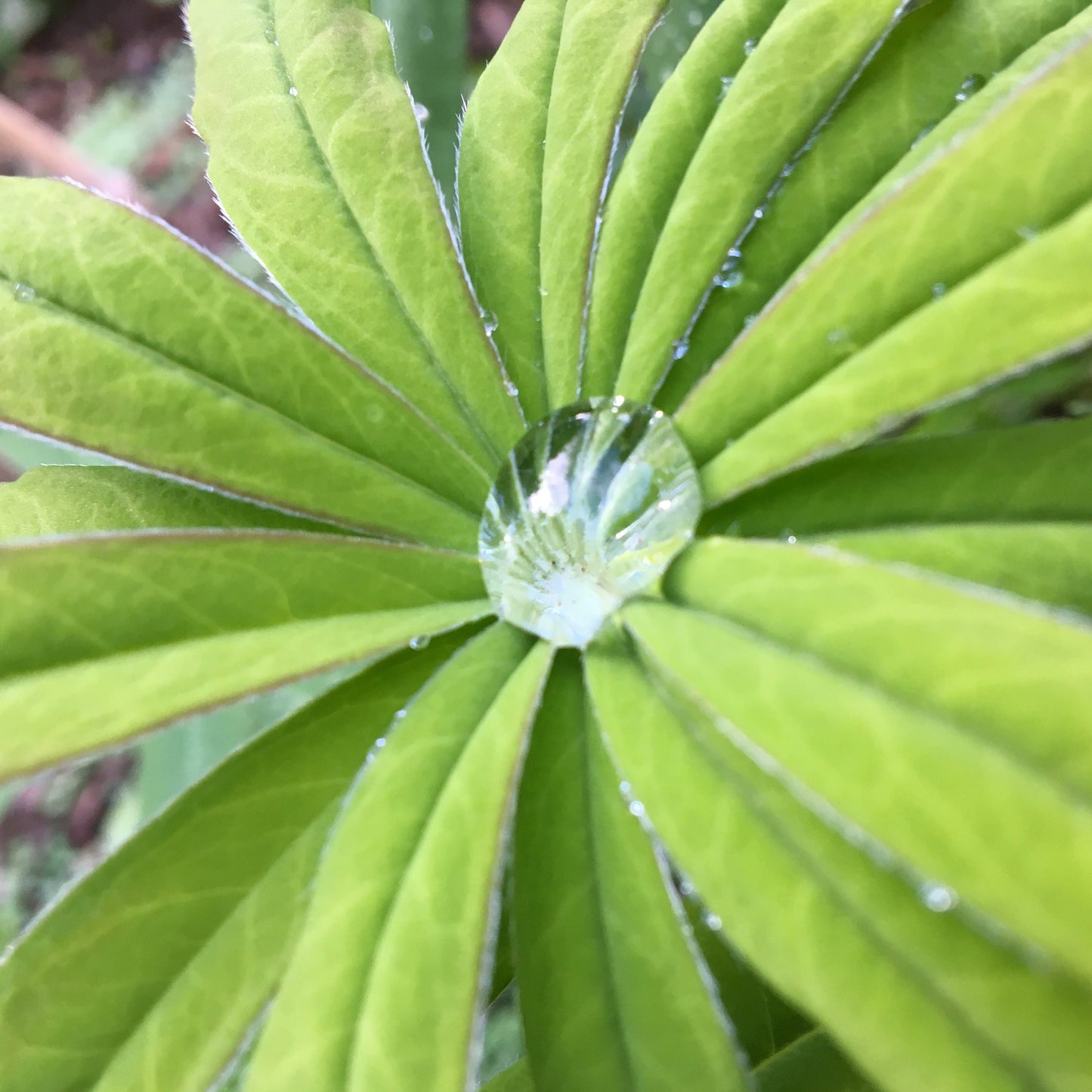 LUPIN ROSE CLAIR Le Jardin Mellifere