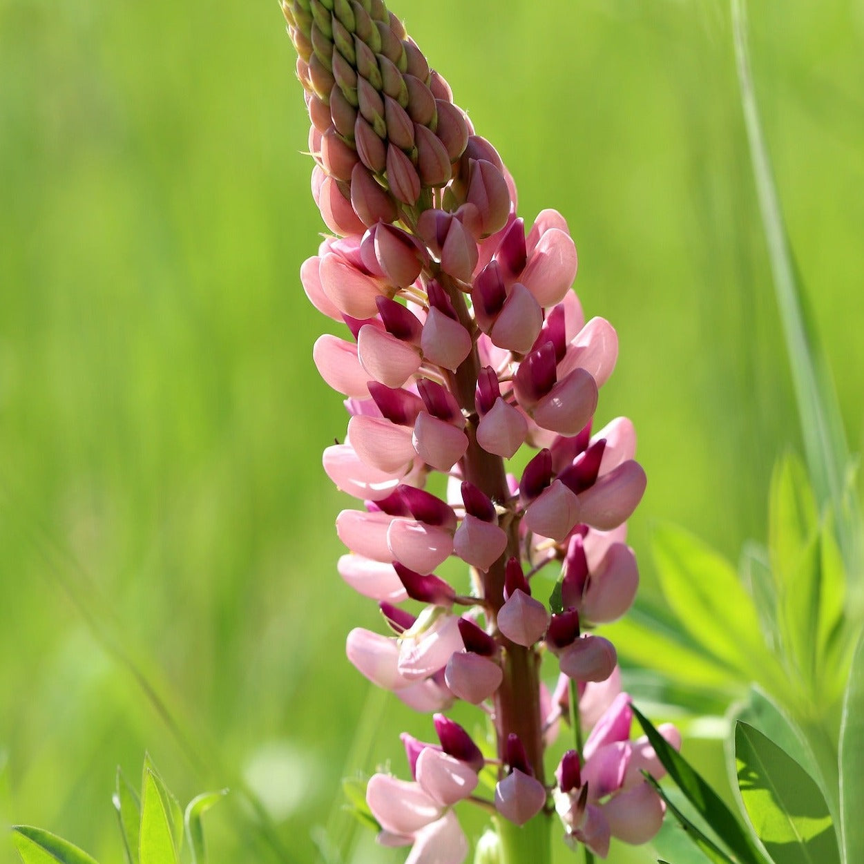 LUPIN ROSE CLAIR Le Jardin Mellifere