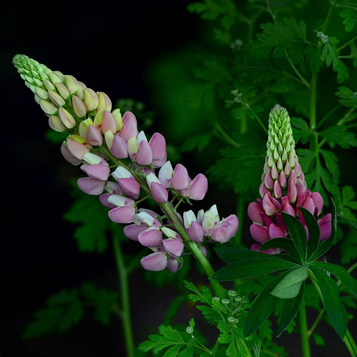 LUPIN ROSE CLAIR Le Jardin Mellifere