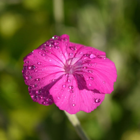 LYCHNIS CORONARIA AGROSTEMMA Le Jardin Mellifere