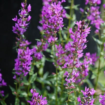 LYTHRUM SALICARIA Le Jardin Mellifere