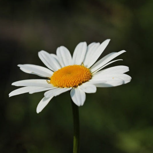 MARGUERITE REINE DE MAI Le Jardin Mellifere