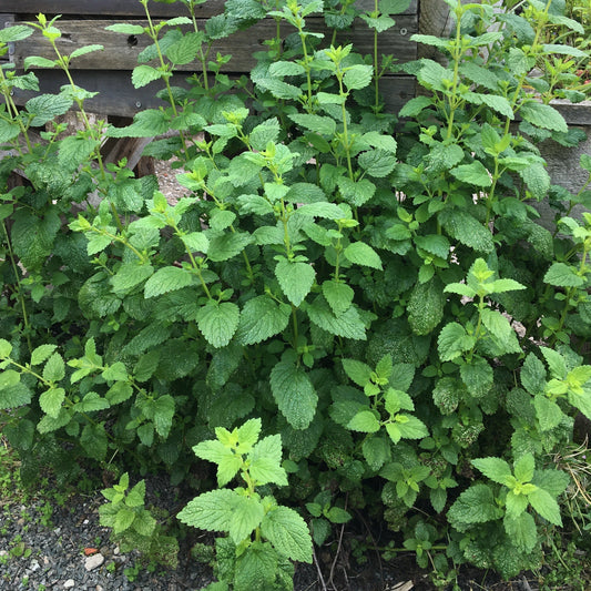 MELISSE CITRONNELLE Le Jardin Mellifere