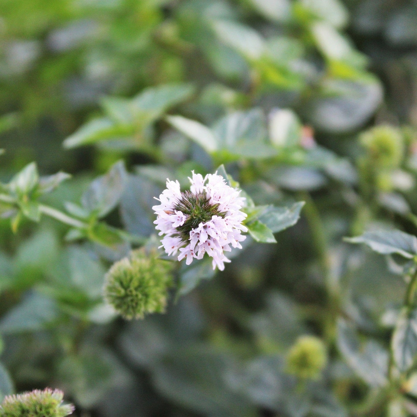 MENTHA CITRATA “BERGAMOTE” Le Jardin Mellifere