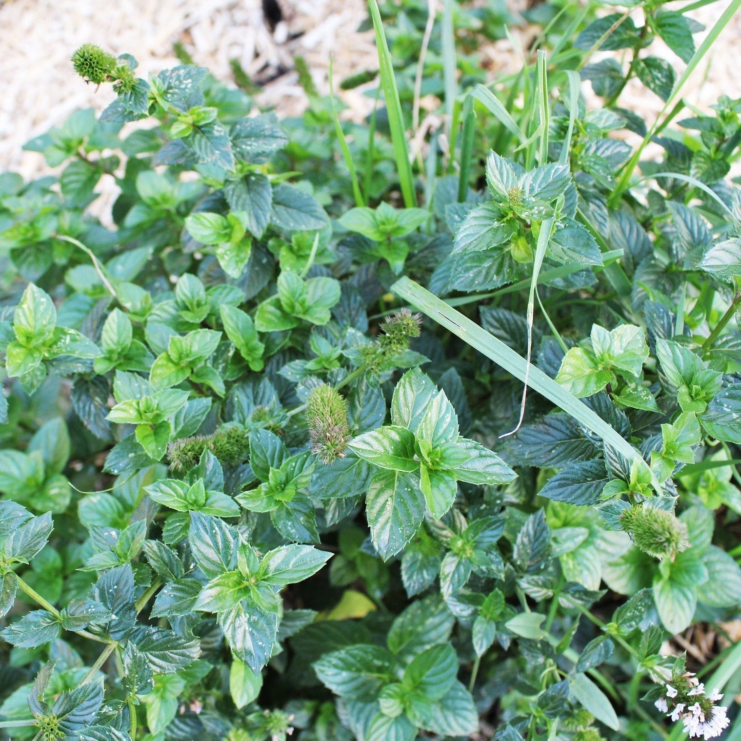 MENTHA CITRATA “BERGAMOTE” Le Jardin Mellifere