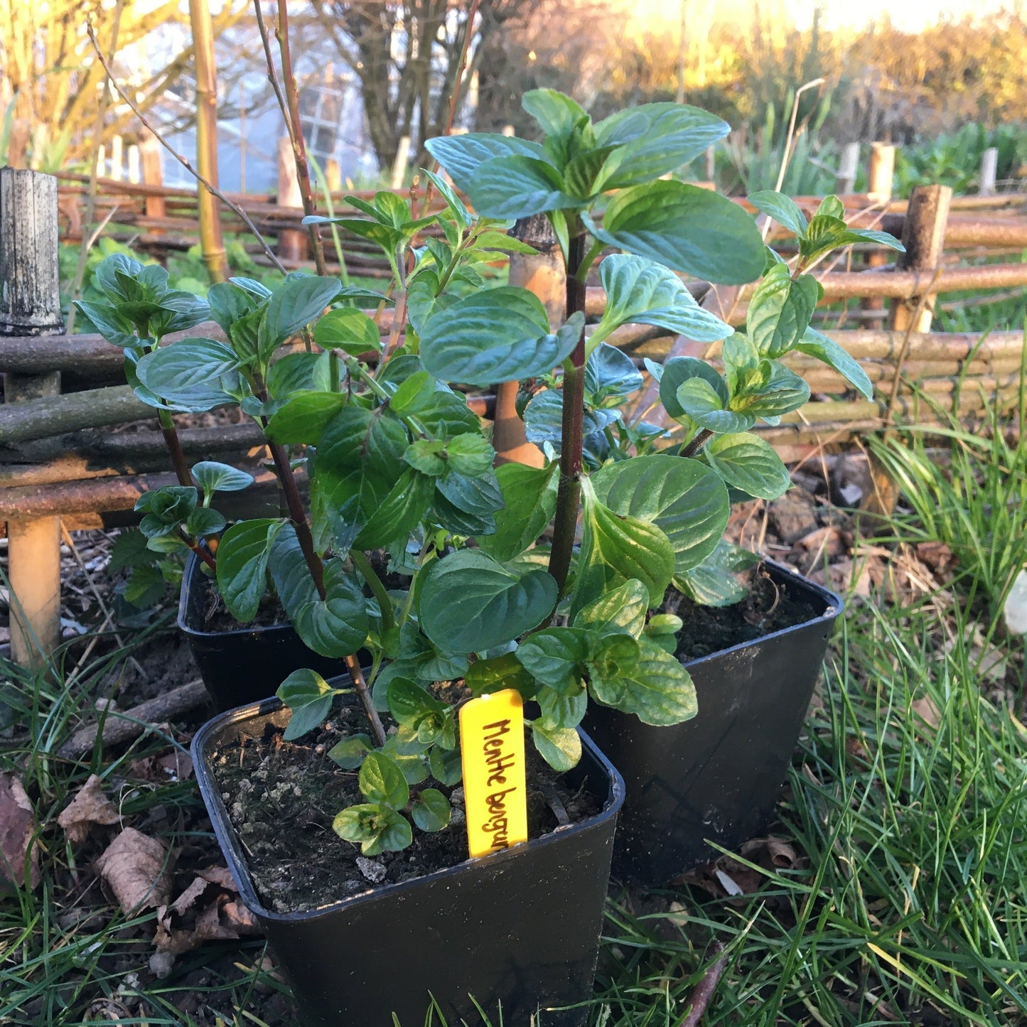 MENTHA CITRATA “BERGAMOTE” Le Jardin Mellifere