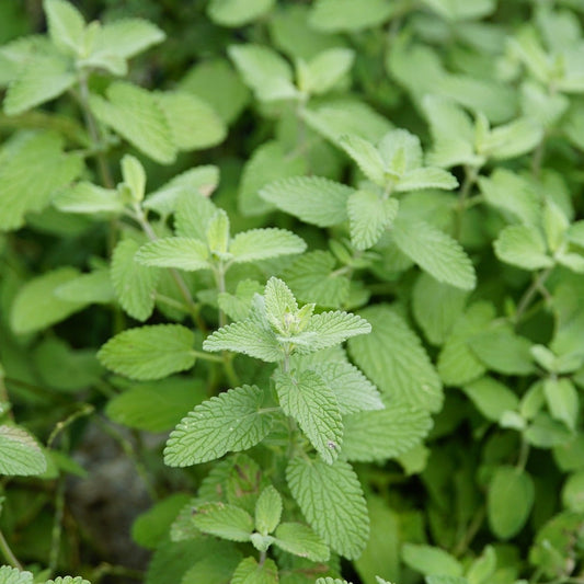 MENTHA CITRATA "ORANGE" Le Jardin Mellifere