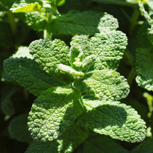 MENTHA SUAVEOLENS "POMME" Le Jardin Mellifere