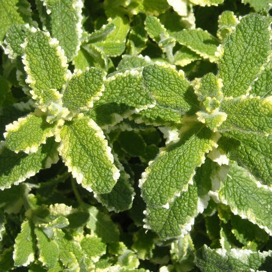 MENTHA SUAVEOLENS VARIEGATA Le Jardin Mellifere