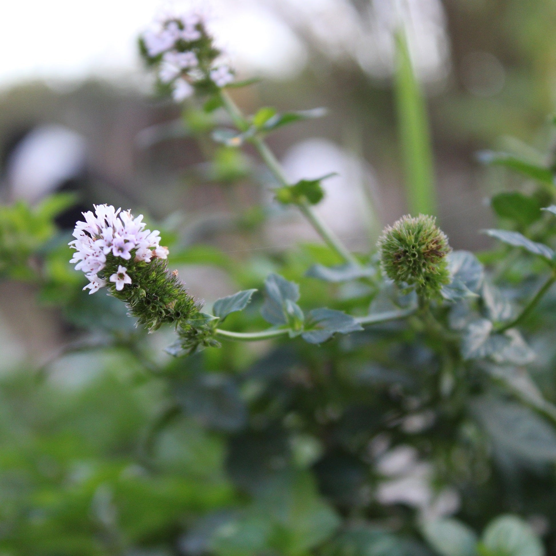 MENTHE LAVANDE Le Jardin Mellifere