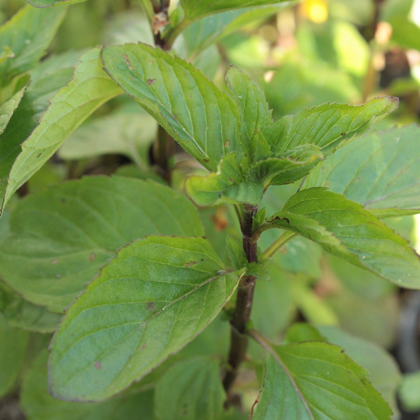 MENTHE LAVANDE Le Jardin Mellifere