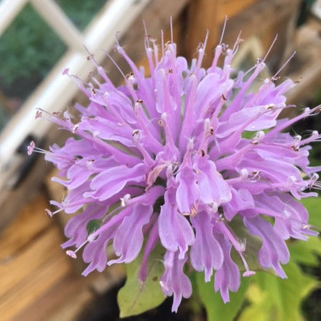 MONARDE BERGAMOTE SAUVAGE Le Jardin Mellifere