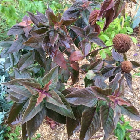 MONARDE BERGAMOTE SAUVAGE Le Jardin Mellifere